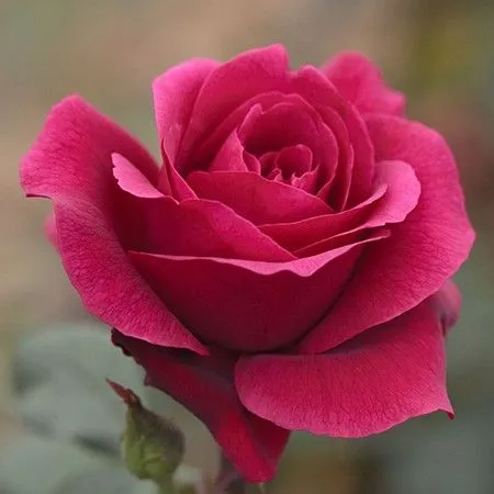 Rose Absolute Oil 1